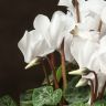 Цикламен микс 20/10 фото 2 &mdash; Luxury Plants