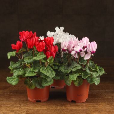 Цикламен микс 20/10 &mdash; Luxury Plants