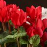 Цикламен микс 20/10 фото 3 &mdash; Luxury Plants
