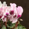 Цикламен микс 20/10 фото 4 &mdash; Luxury Plants