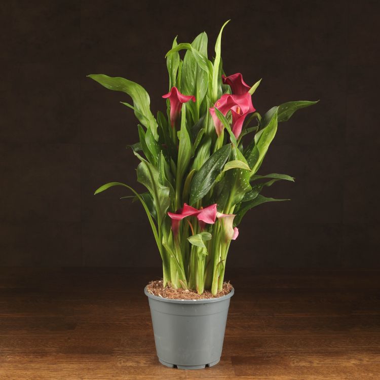 Калла розовая D14 фото 1 &mdash; Luxury Plants