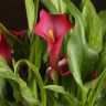 Калла розовая D14 фото 3 &mdash; Luxury Plants