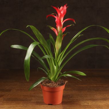 Гузмания коралловая 45/12 &mdash; Luxury Plants