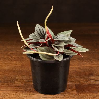 Пеперомия Санторини 20/10 &mdash; Luxury Plants