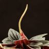 Пеперомия Санторини 20/10 фото 3 &mdash; Luxury Plants