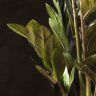 Замиокулькас Равен черный 50/15 фото 4 &mdash; Luxury Plants