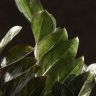 Замиокулькас Равен черный 50/15 фото 5 &mdash; Luxury Plants