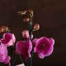 Орхидея Фаленопсис Биг Лип Simona фото 3 &mdash; Luxury Plants