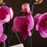 Орхидея Фаленопсис Биг Лип Simona фото 5 &mdash; Luxury Plants