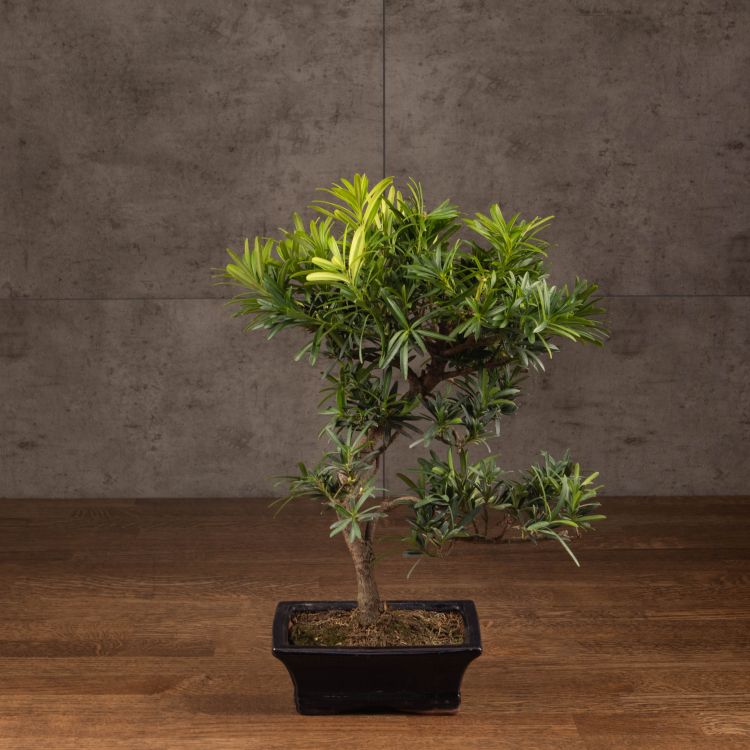 Бонсай Подокарпус 36 см фото 1 &mdash; Luxury Plants