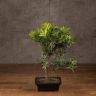 Бонсай Подокарпус 36 см фото 1 &mdash; Luxury Plants
