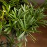 Бонсай Подокарпус 36 см фото 3 &mdash; Luxury Plants