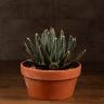Агава Королевы Виктории D19 фото 1 &mdash; Luxury Plants