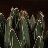 Агава Королевы Виктории D19 фото 2 &mdash; Luxury Plants