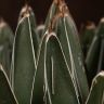 Агава Королевы Виктории D19 фото 3 &mdash; Luxury Plants