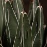 Агава Королевы Виктории D19 фото 5 &mdash; Luxury Plants