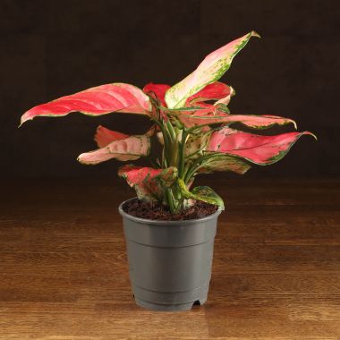Аглаонема Ред Джой 25/12 &mdash; Luxury Plants