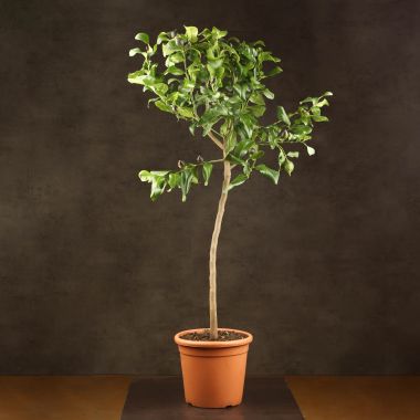 Лимон 130/27 &mdash; Luxury Plants