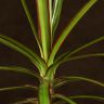 Драцена Маргината 50/12 фото 2 &mdash; Luxury Plants