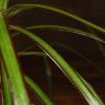 Драцена Маргината 50/12 фото 3 &mdash; Luxury Plants
