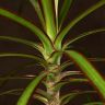 Драцена Маргината 50/12 фото 4 &mdash; Luxury Plants