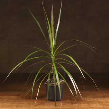 Драцена Маргината 50/12 &mdash; Luxury Plants