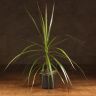 Драцена Маргината 50/12 фото 1 &mdash; Luxury Plants