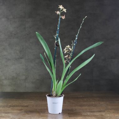 Орхиде Камбрия Тайгер д12 уценка &mdash; Luxury Plants