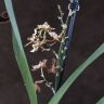Орхиде Камбрия Тайгер д12 уценка фото 2 &mdash; Luxury Plants