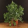 Цитрофортунелла Каламондин 50/26 фото 1 &mdash; Luxury Plants