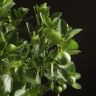 Цитрофортунелла Каламондин 50/26 фото 5 &mdash; Luxury Plants