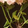 Гортензия 35/14 розовая фото 8 &mdash; Luxury Plants
