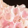 Гортензия 35/14 розовая фото 10 &mdash; Luxury Plants