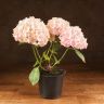 Гортензия 35/14 розовая фото 2 &mdash; Luxury Plants