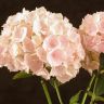 Гортензия 35/14 розовая фото 4 &mdash; Luxury Plants