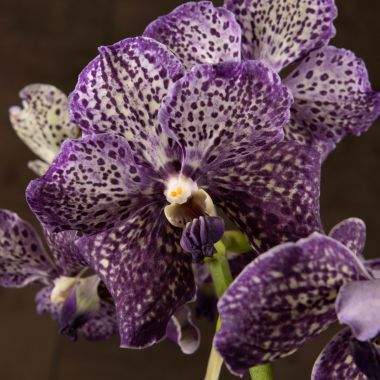 Орхидея Ванда в бокале Шампань жёлто-фиолетовая пятнистая &mdash; Luxury Plants