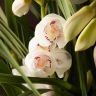 Орхидея Цимбидиум бело-фиолетовая 80/30 фото 3 &mdash; Luxury Plants