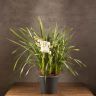 Орхидея Цимбидиум бело-фиолетовая 80/30 фото 2 &mdash; Luxury Plants