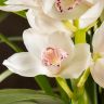 Орхидея Цимбидиум бело-фиолетовая 80/30 фото 1 &mdash; Luxury Plants