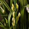 Орхидея Цимбидиум бело-фиолетовая 80/30 фото 5 &mdash; Luxury Plants