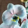 Орхидея Фаленопсис голубая с прожилками в белом кашпо д12 фото 3 &mdash; Luxury Plants