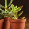 Суккуленты микс д5 фото 2 &mdash; Luxury Plants