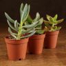Суккуленты микс д5 фото 5 &mdash; Luxury Plants