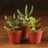 Суккуленты микс д5 фото 1 &mdash; Luxury Plants