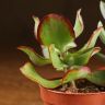 Суккуленты микс д5 фото 3 &mdash; Luxury Plants