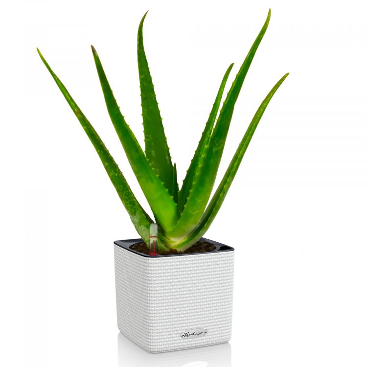 can aloe vera dry out skin Green Ice Aloe Vera Gel After Sun Recovery Skin Care – Panama Jack®
