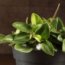 Пеперомия Пикси 20/12 фото 2 &mdash; Luxury Plants