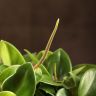 Пеперомия Пикси 20/12 фото 4 &mdash; Luxury Plants