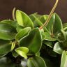 Пеперомия Пикси 20/12 фото 5 &mdash; Luxury Plants