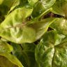 Сингониум Голден Эллюжн д12 фото 3 &mdash; Luxury Plants